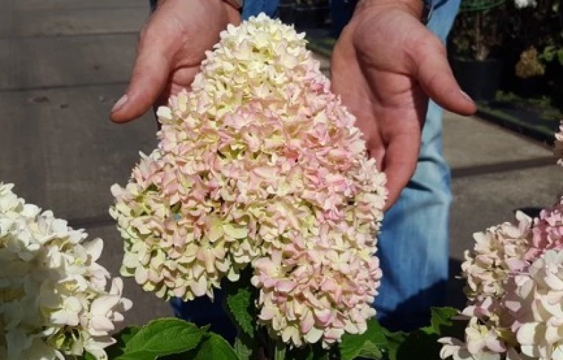 Little Fresco на Пулков Сад