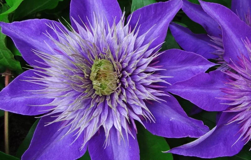 Multi Blue на Пулков Сад