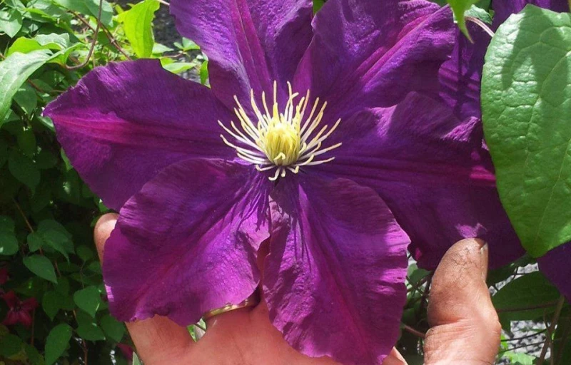 Warszawska Nike на Пулков Сад