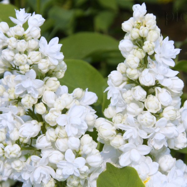 Алиса Хардинг