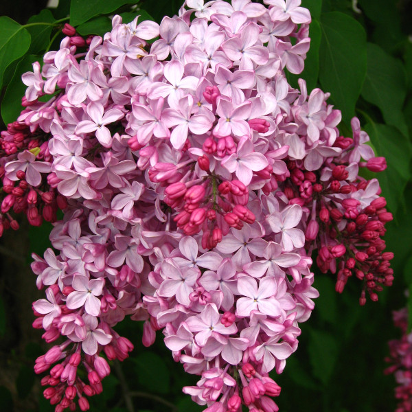 Эстер Стейли