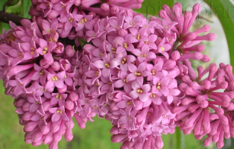 Гайавата на Пулков Сад