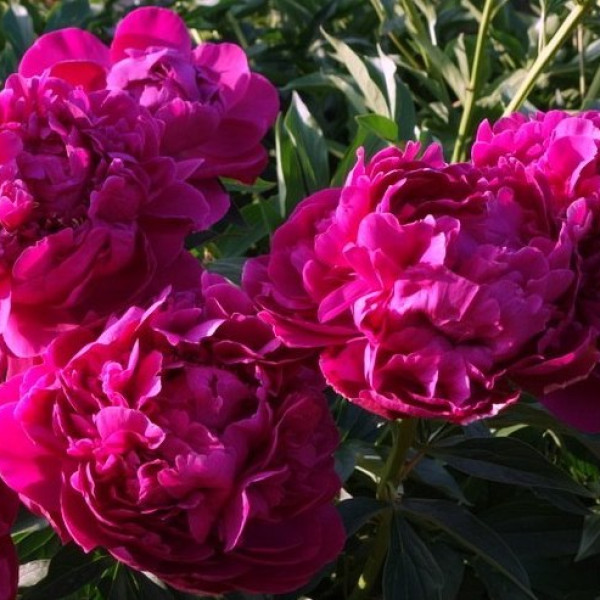 Аркадий Гайдар