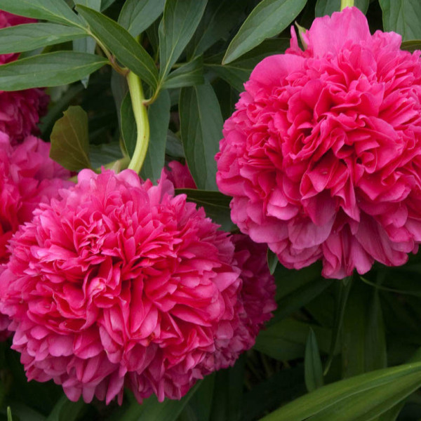 Angelo Cobb Frieborn