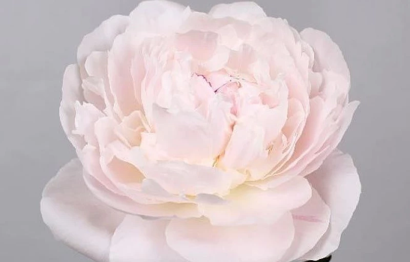 Odile на Пулков Сад