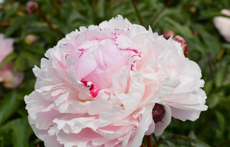 Reine Hortense на Пулков Сад