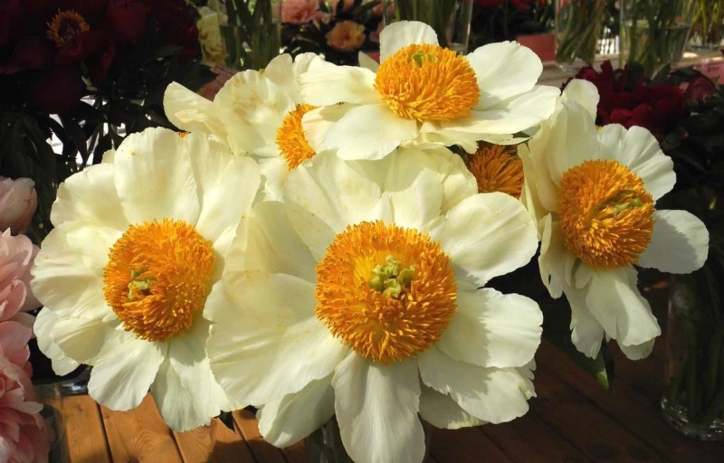 Moonrise на Пулков Сад