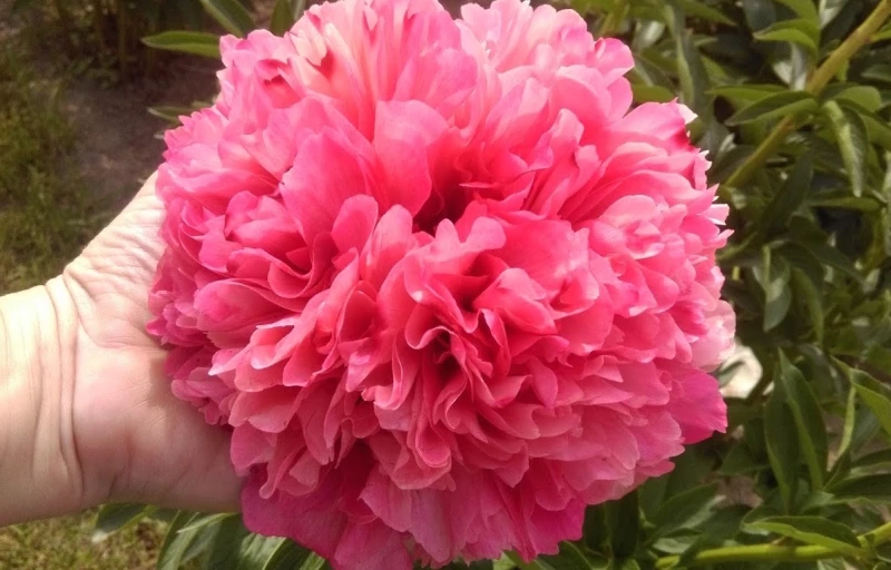 Mary Jo LeGare на Пулков Сад