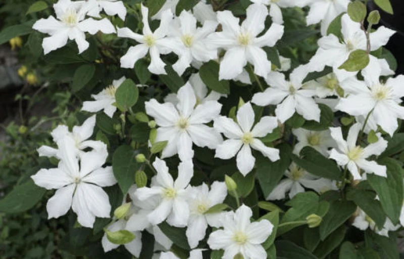 WHITE ARABELLA на Пулков Сад