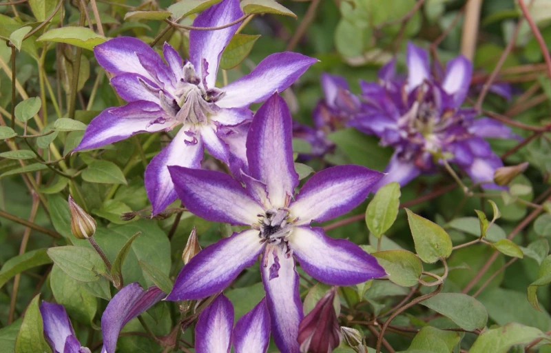 Astra Nova на Пулков Сад