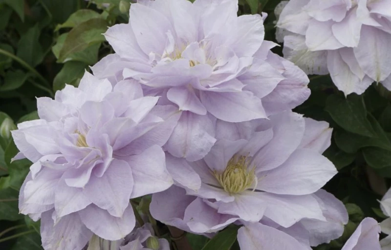 BELLISSIMA на Пулков Сад