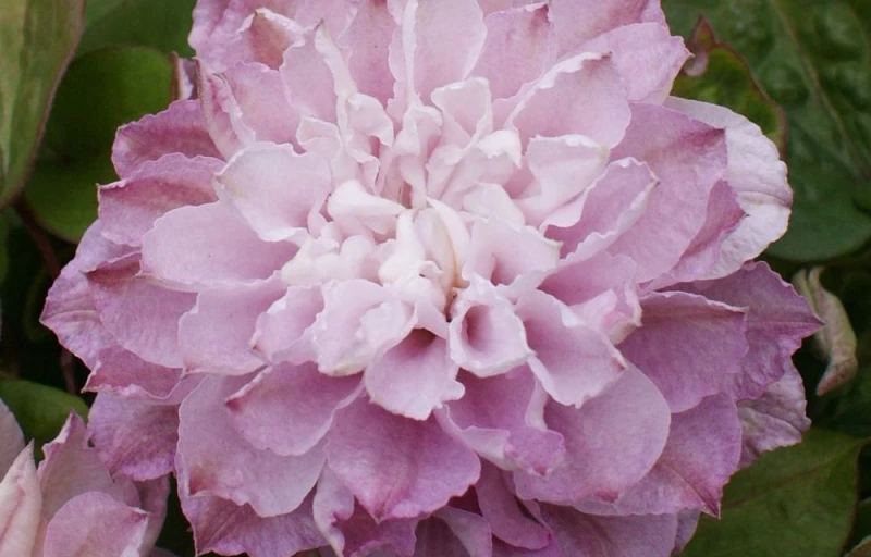 DANCING SMILE на Пулков Сад