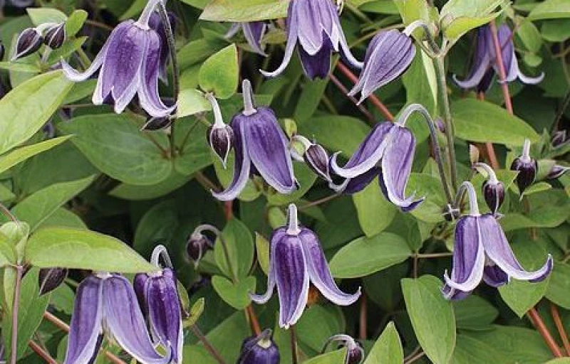 Fascination на Пулков Сад