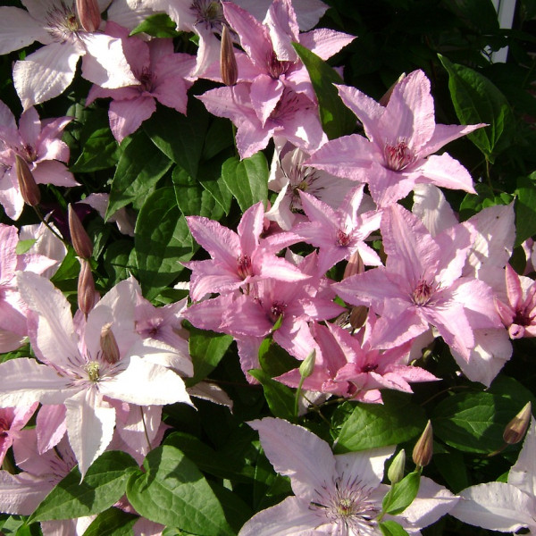 Hagley Hybrid
