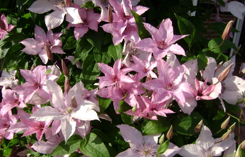 Hagley Hybrid на Пулков Сад