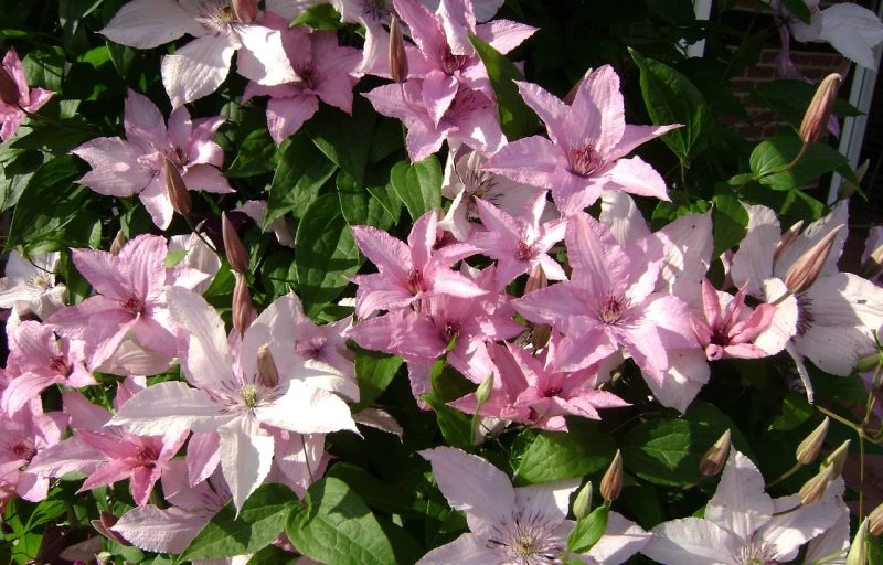 Hagley Hybrid на Пулков Сад