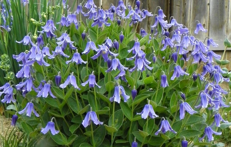 Integrifolia на Пулков Сад