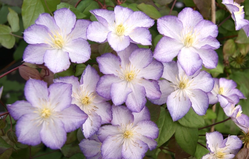 LUCKY CHARM на Пулков Сад