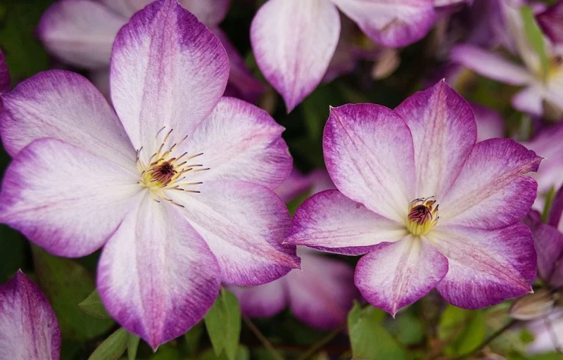 PERNILLE на Пулков Сад