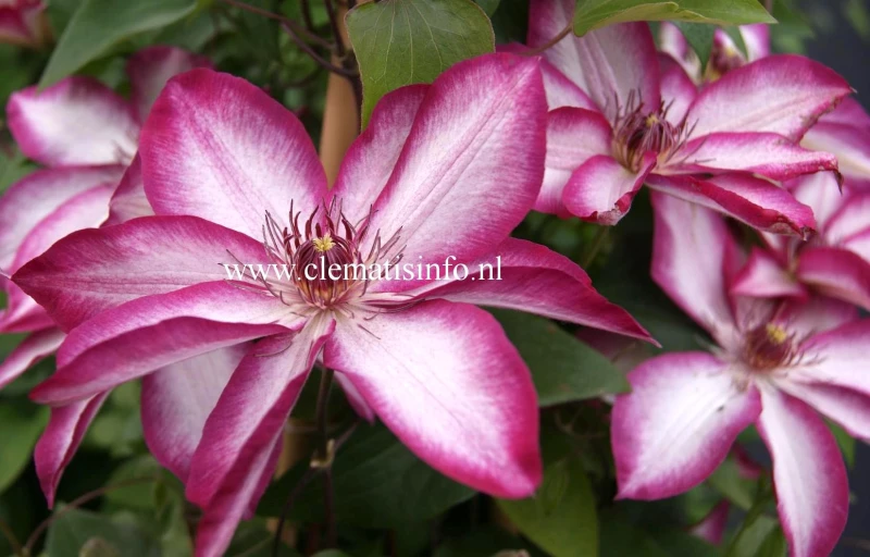 Picotee на Пулков Сад