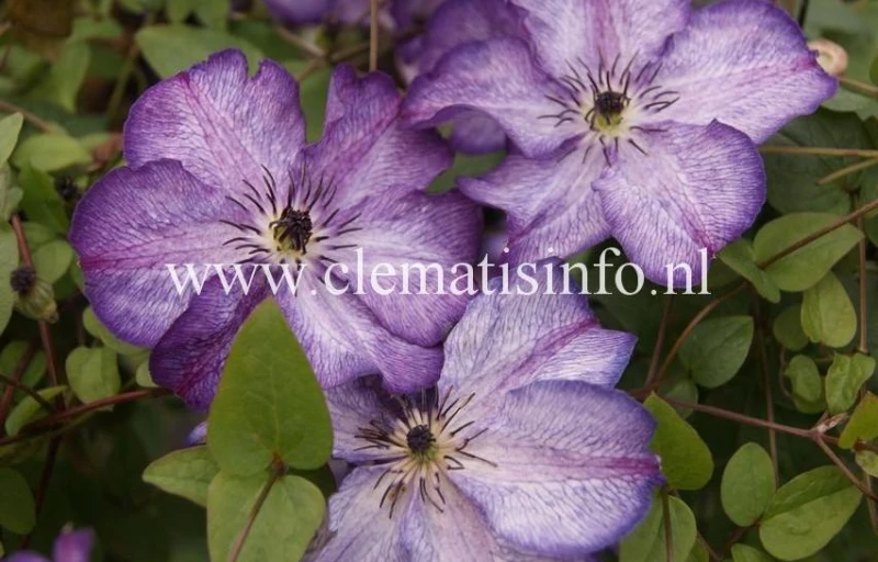 Super nova на Пулков Сад