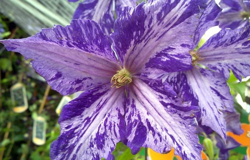 Tie Dye на Пулков Сад