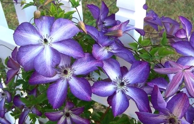 Venosa Violacea на Пулков Сад