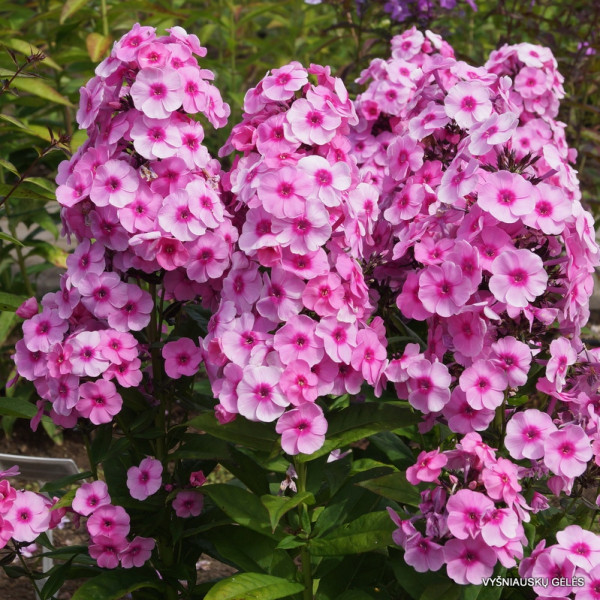 Фондант фэнси