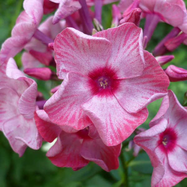 Уральские Сказки