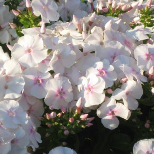 Август Шнеекупель