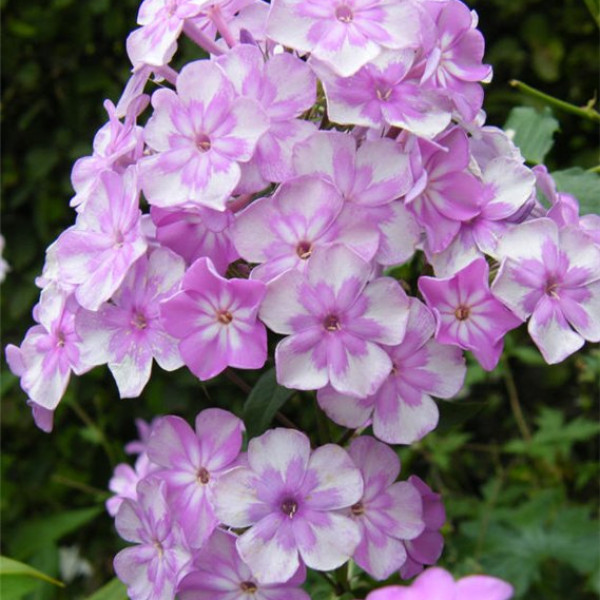 Эденс Смайл