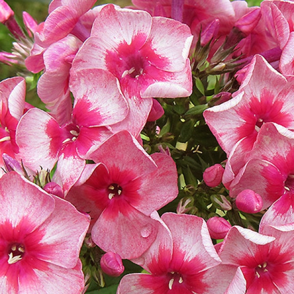 Стар энд стрипс