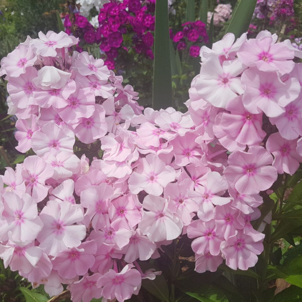 Мадам доктор Шарко