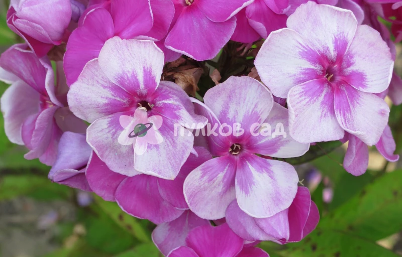 Врубель на Пулков Сад