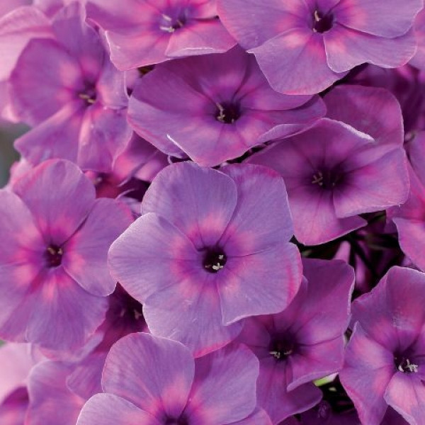 Классик Кассис