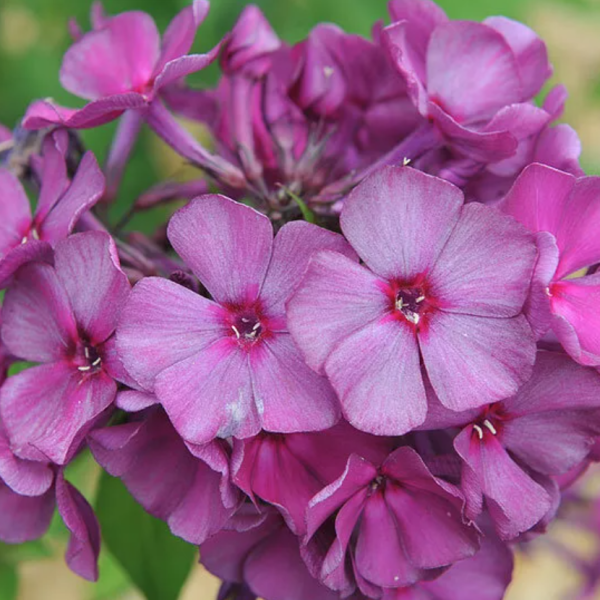 Темные Аллеи