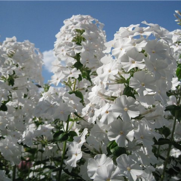 Шнеепирамида