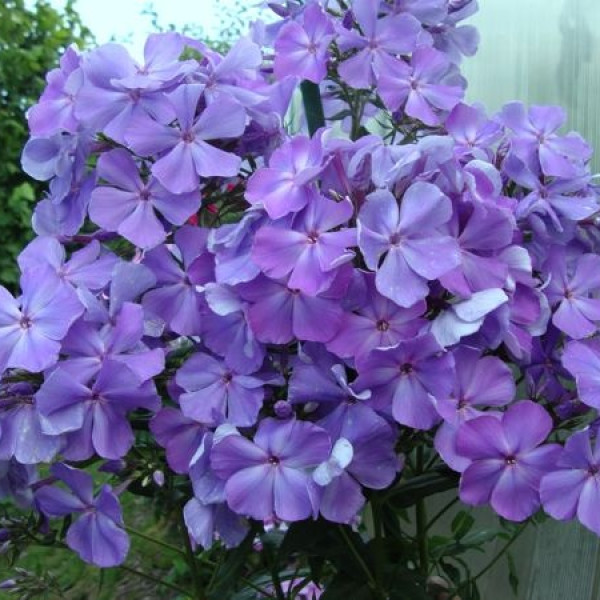 Сандро Ботичелли