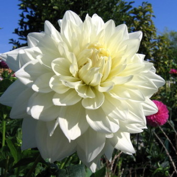 Вертеезее Розе