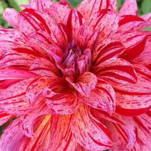 Мингус Тони