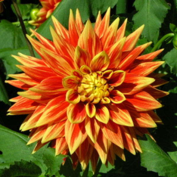 Сван сан сет