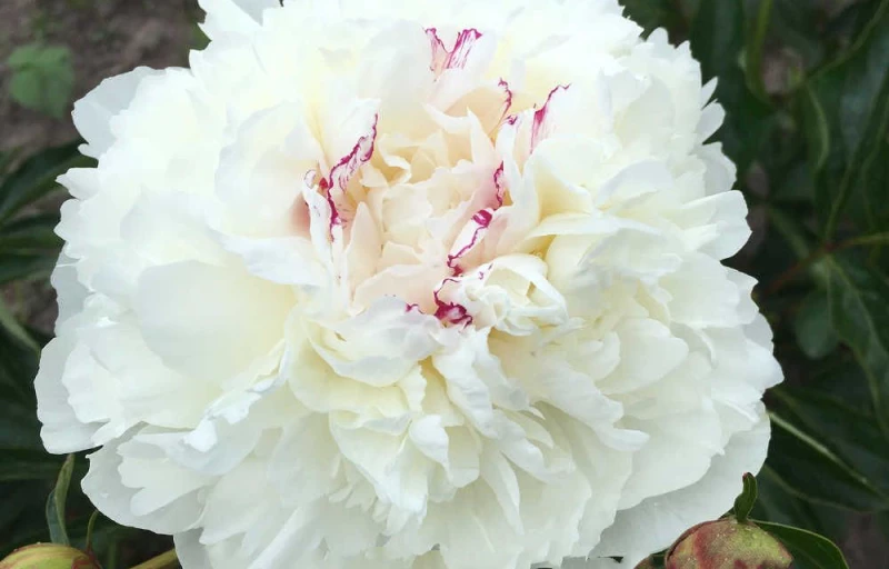 Evening Star на Пулков Сад