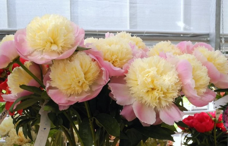 Touch Of Class на Пулков Сад