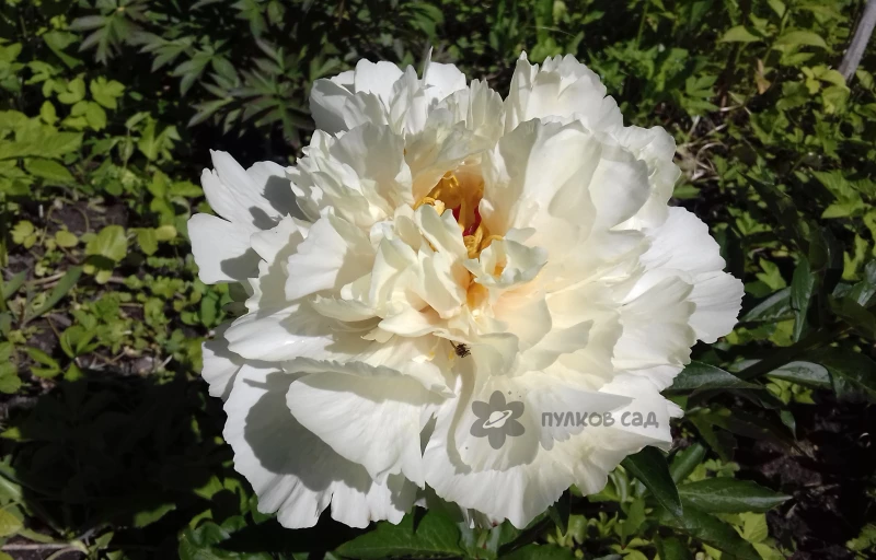 Vanilla Schnapps на Пулков Сад