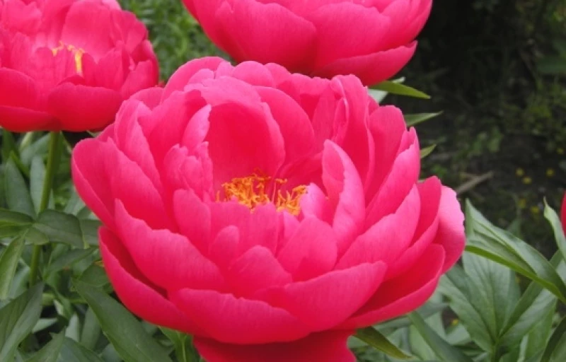 Ellen Cowley на Пулков Сад