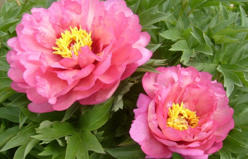 Hillary на Пулков Сад