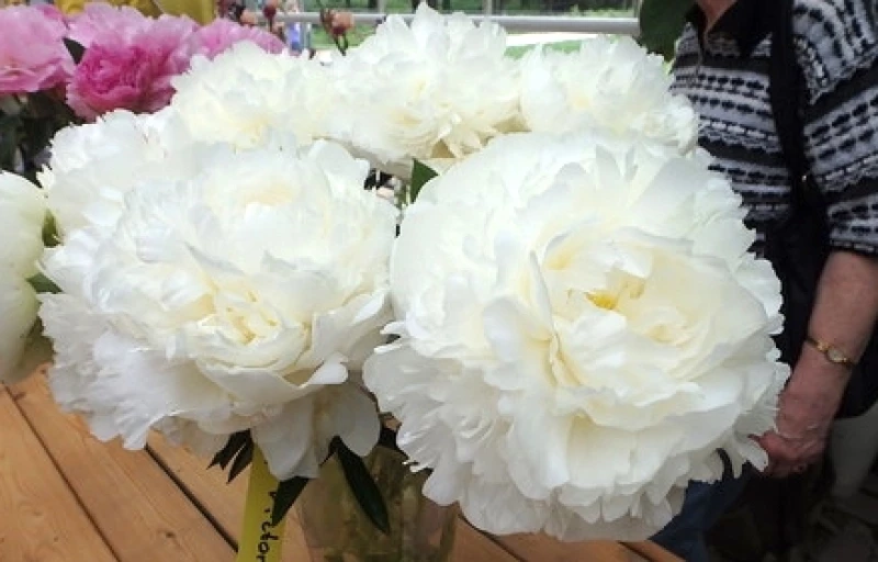 Ivory Victory на Пулков Сад