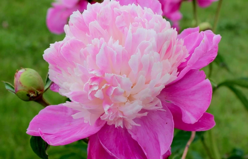 Gay Paree на Пулков Сад