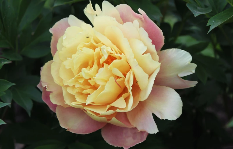 Joanna Marlene на Пулков Сад