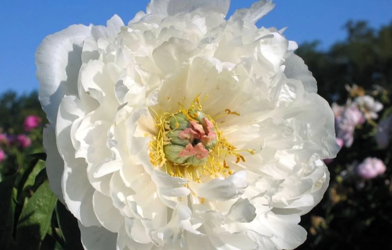 Love Affair на Пулков Сад